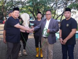 Semangat Berkurban Meningkat, Unissula Potong 33 Sapi dan 25 Kambing